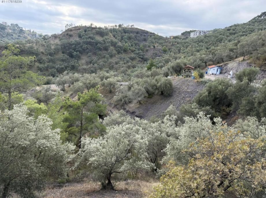 Narlı Mahallesi’nde Yatırımlık Zeytinlik | Ev + Havuz + Yol Sorunsuz