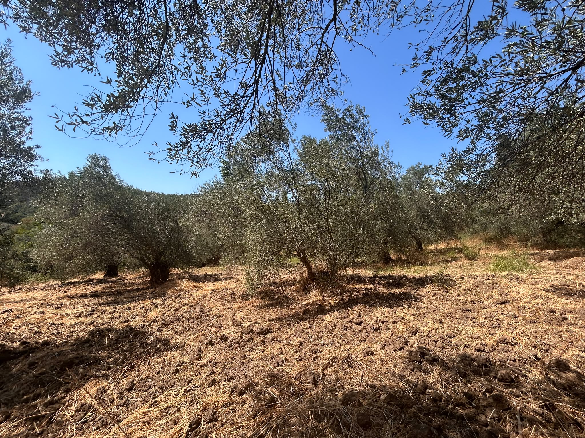 BALIKESİR HAVRAN SARNIÇ MAHALLESİNDE SATILIK 2.238,04 m² ZEYTİNLİK