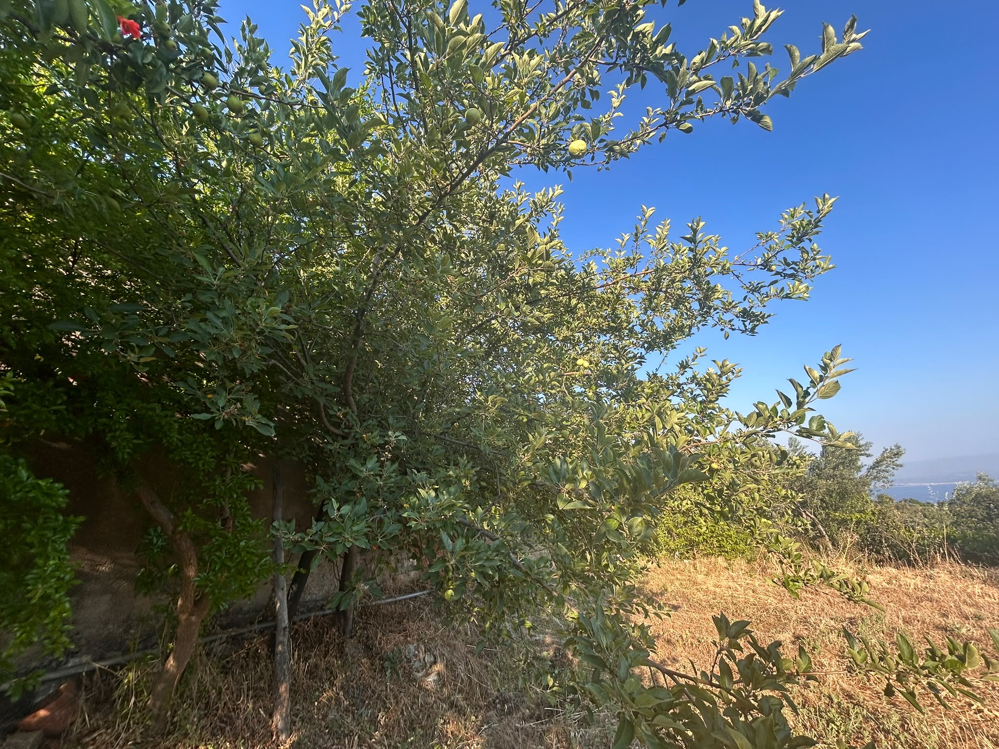 BALIKESİR EDREMİT ARITAŞI MAHALLESİ'NDE SATILIK 3.727 m² ZEYTİNLİK