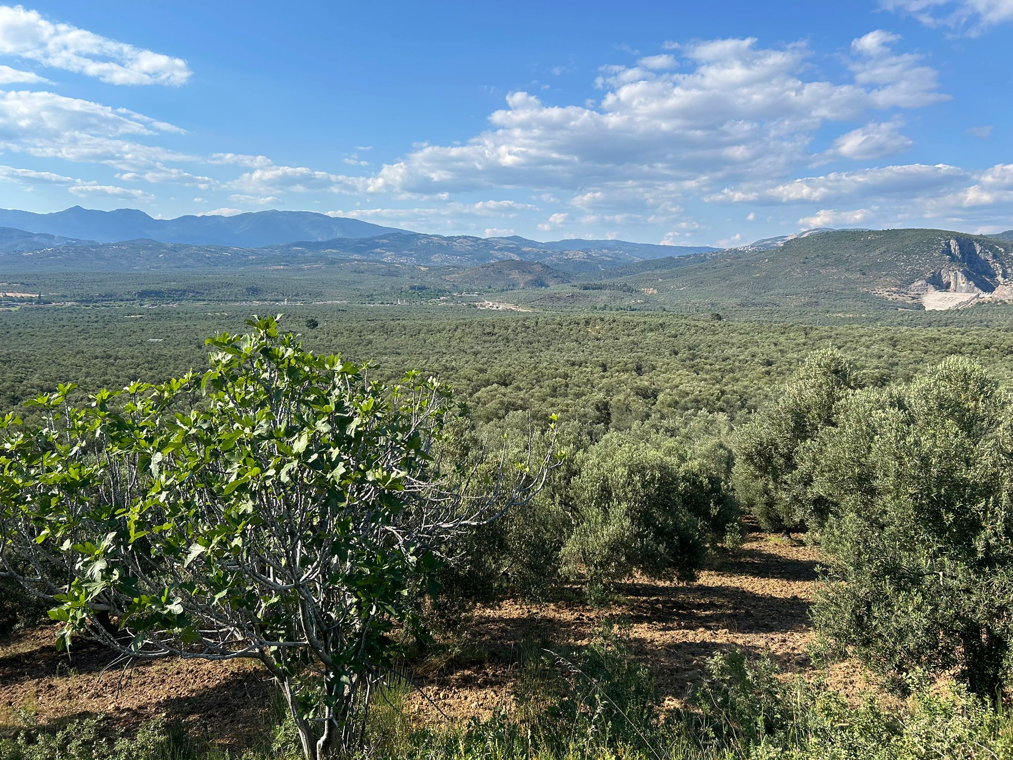 Köylüce 'de Satılık 12.728 M2 Zeytinlik