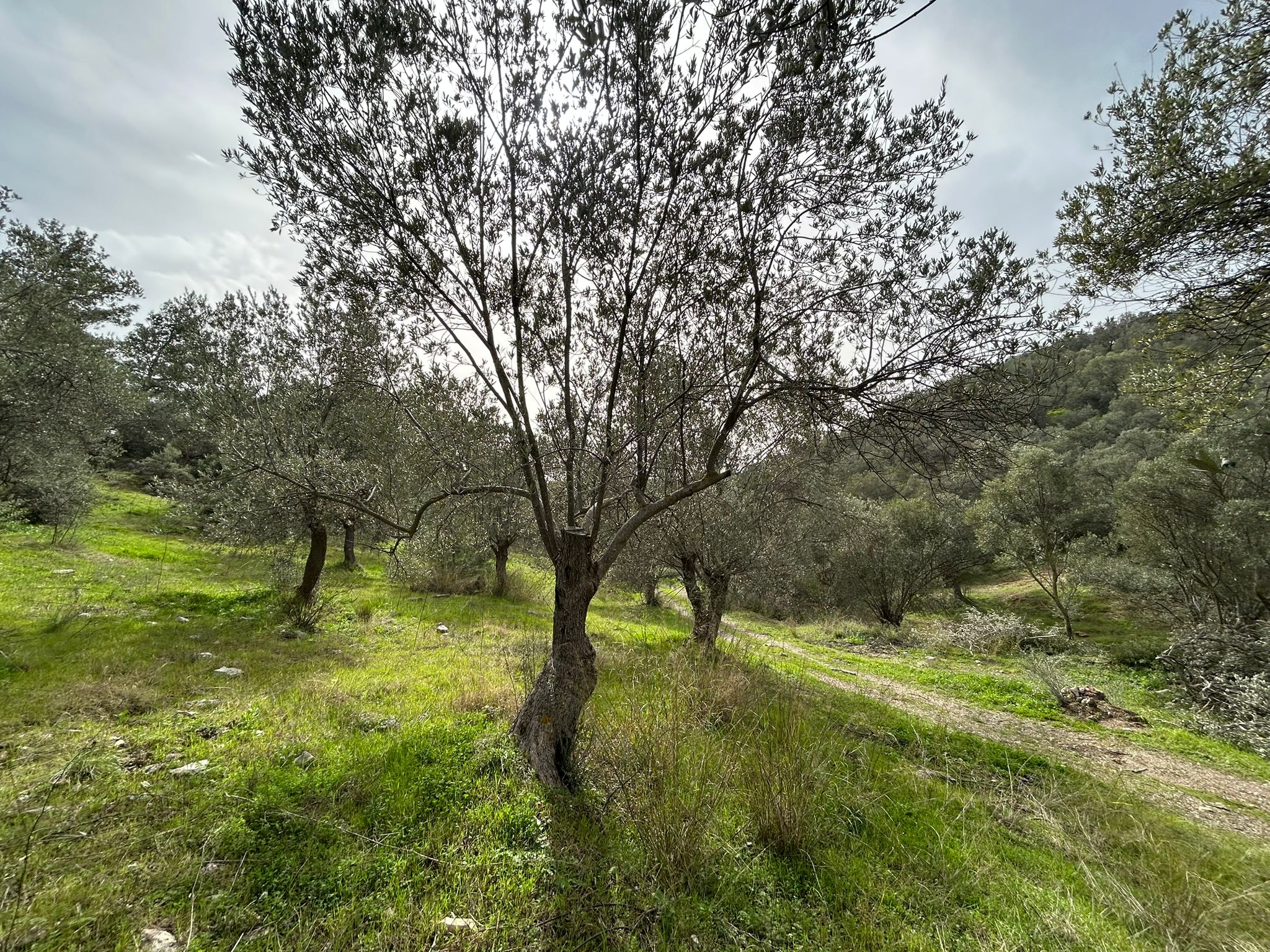 KARAAĞAÇ’TA SATILIK 9.724 M² ZEYTİNLİK, DERMAN KAPLICALARINA 300 Metre