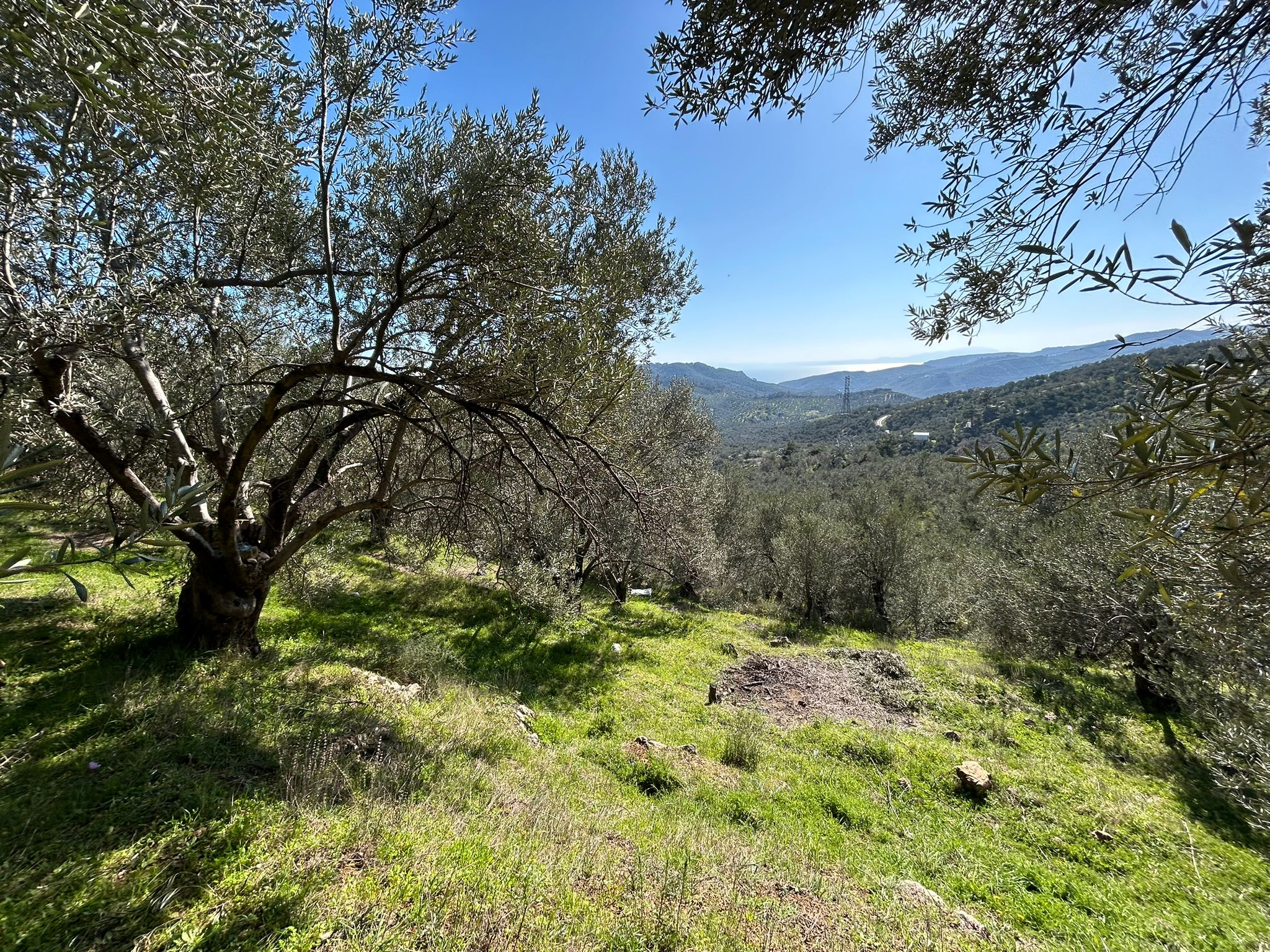 ÇANAKKALE AYVACIK ADATEPE'DE 16.580 m² DENİZ MANZARALI SATILIK ZEYTİNLİK