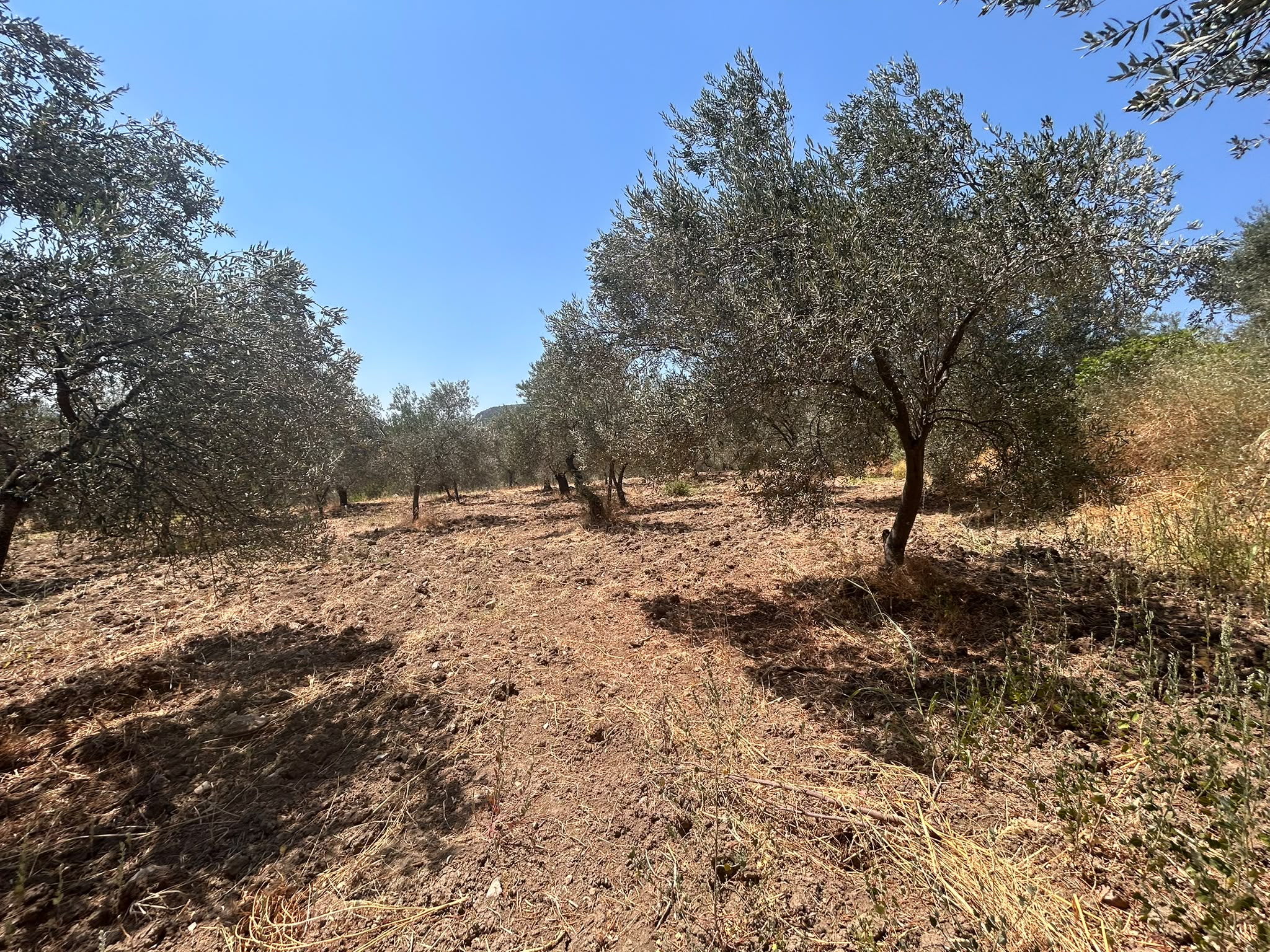BALIKESİR HAVRAN SARNIÇ MAHALLESİNDE SATILIK 2.938 m² ZEYTİNLİK