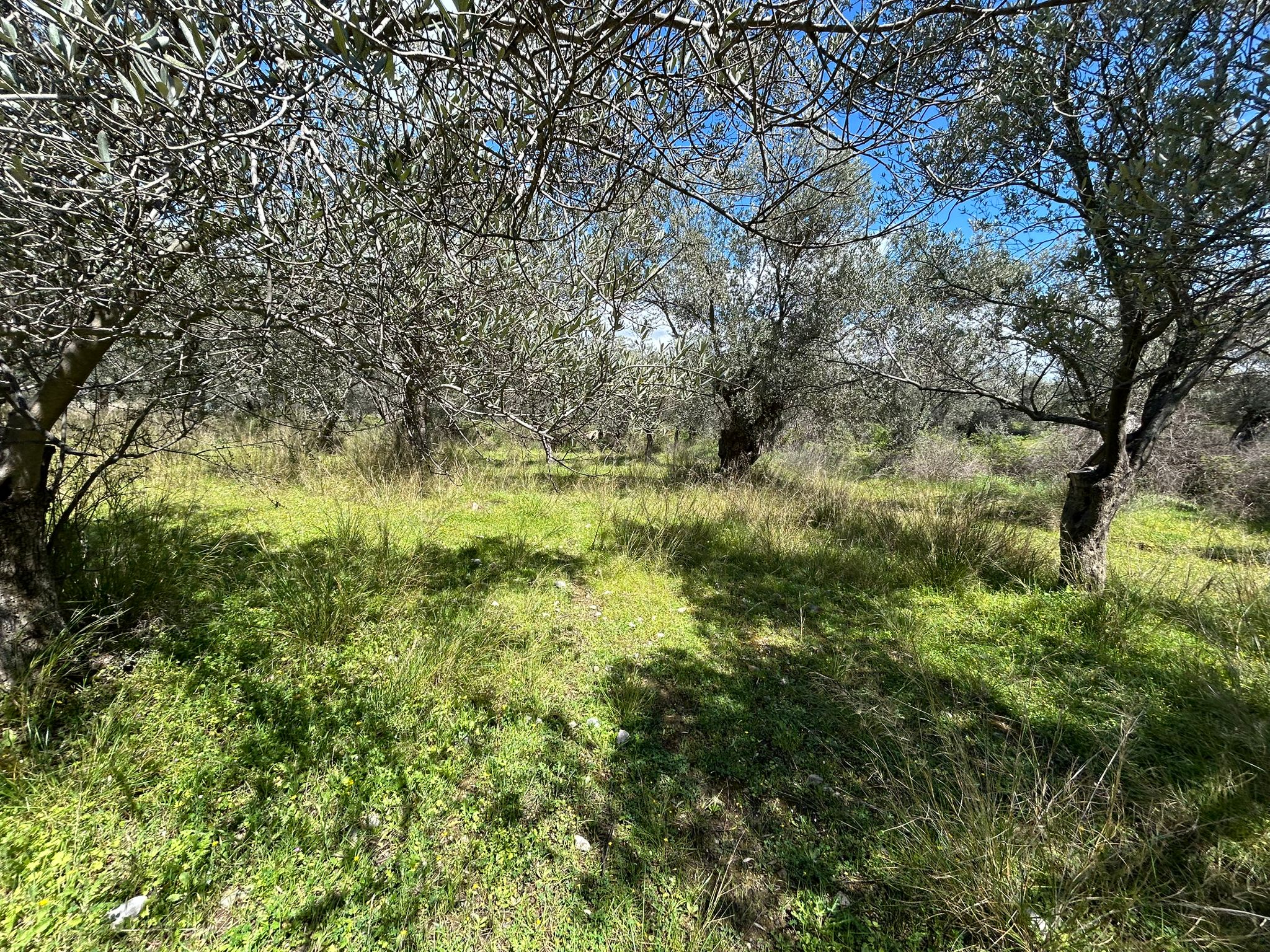 Doğa ile iç içe, yatırım değeri yüksek SATILIK ARSA
