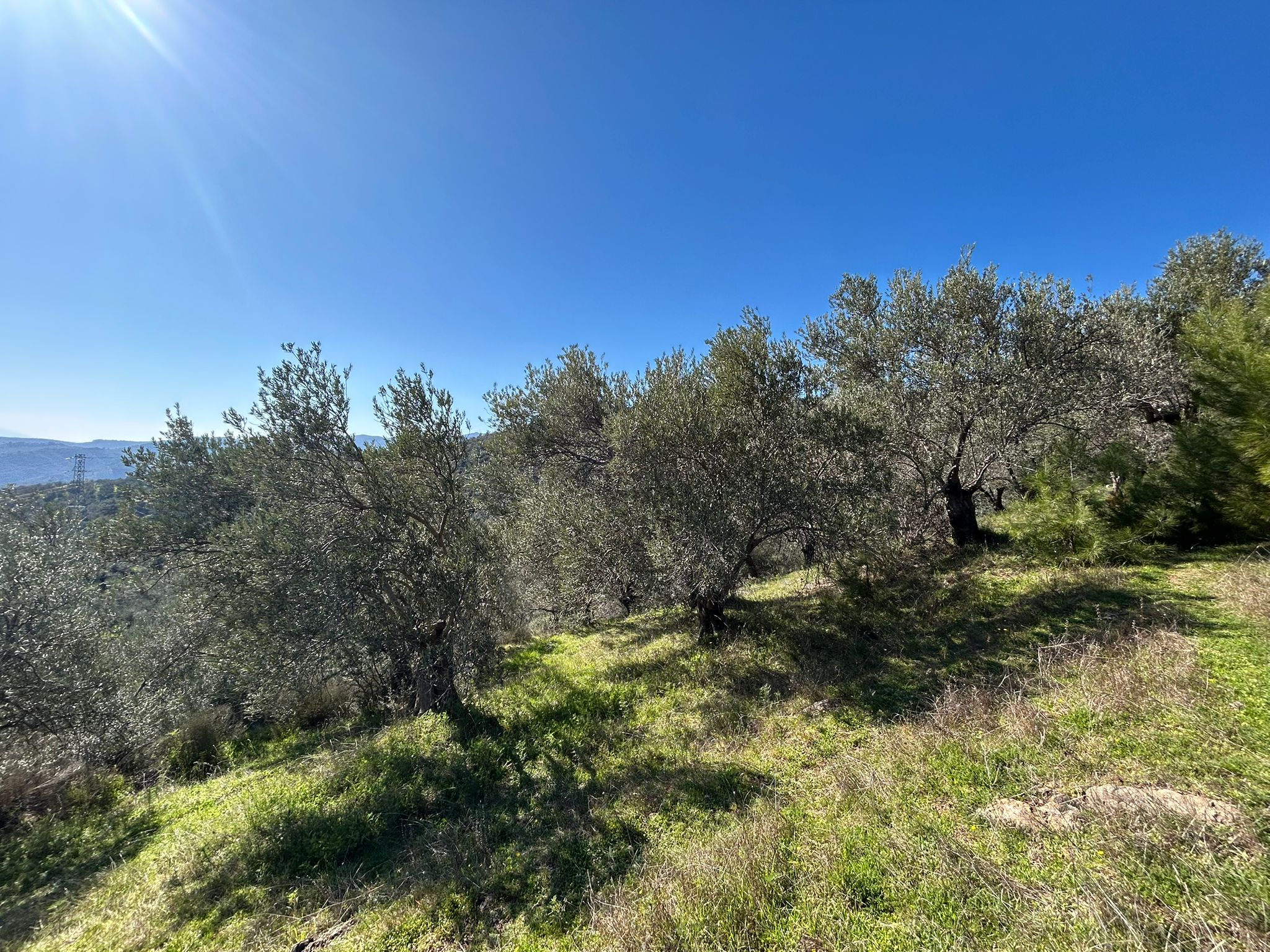 ÇANAKKALE AYVACIK ADATEPE'DE 16.580 m² DENİZ MANZARALI SATILIK ZEYTİNLİK