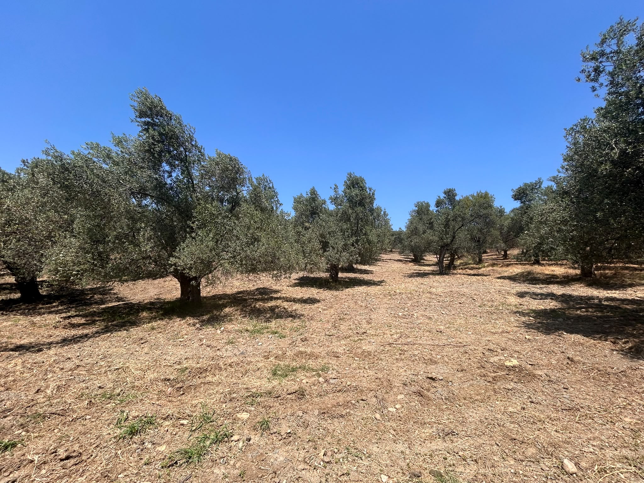 BALIKESİR HAVRAN HAMAMBAŞI MAHALLESİNDE SATILIK 8.096 m² ZEYTİNLİK