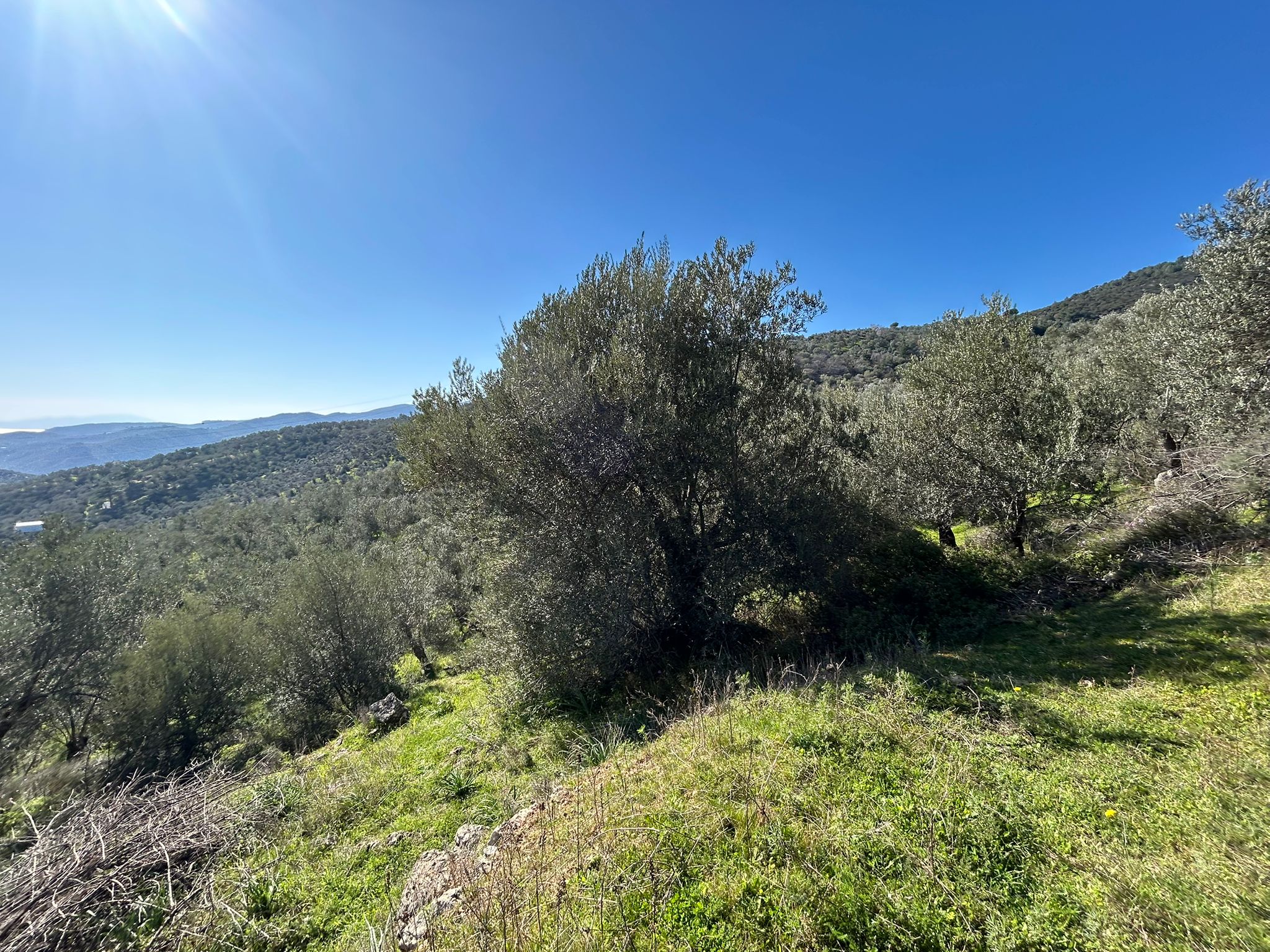 ÇANAKKALE AYVACIK ADATEPE'DE 16.580 m² DENİZ MANZARALI SATILIK ZEYTİNLİK