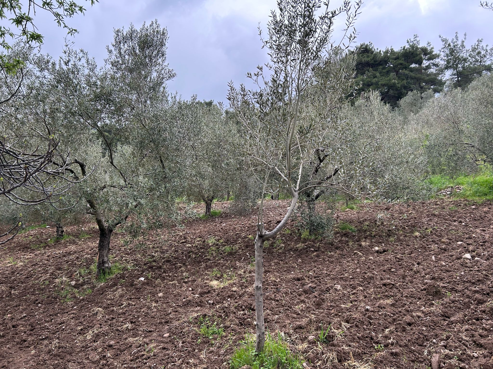Balıkesir Edremit Karayoluna Cepheli 4 Dönüm Tarla