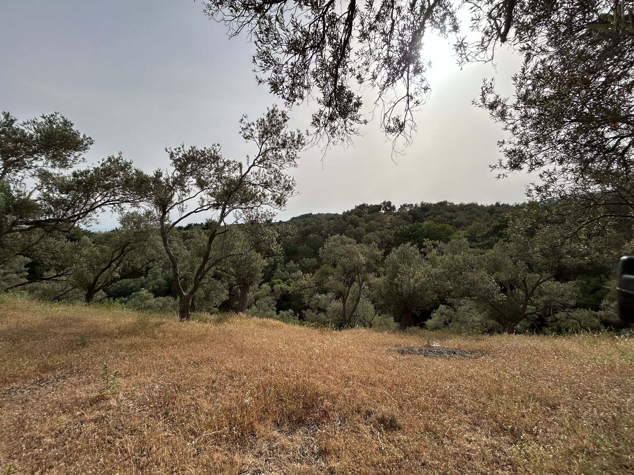 TAHTAKUŞLAR'DA SATILIK 459 M2 ZEYTİNLİK