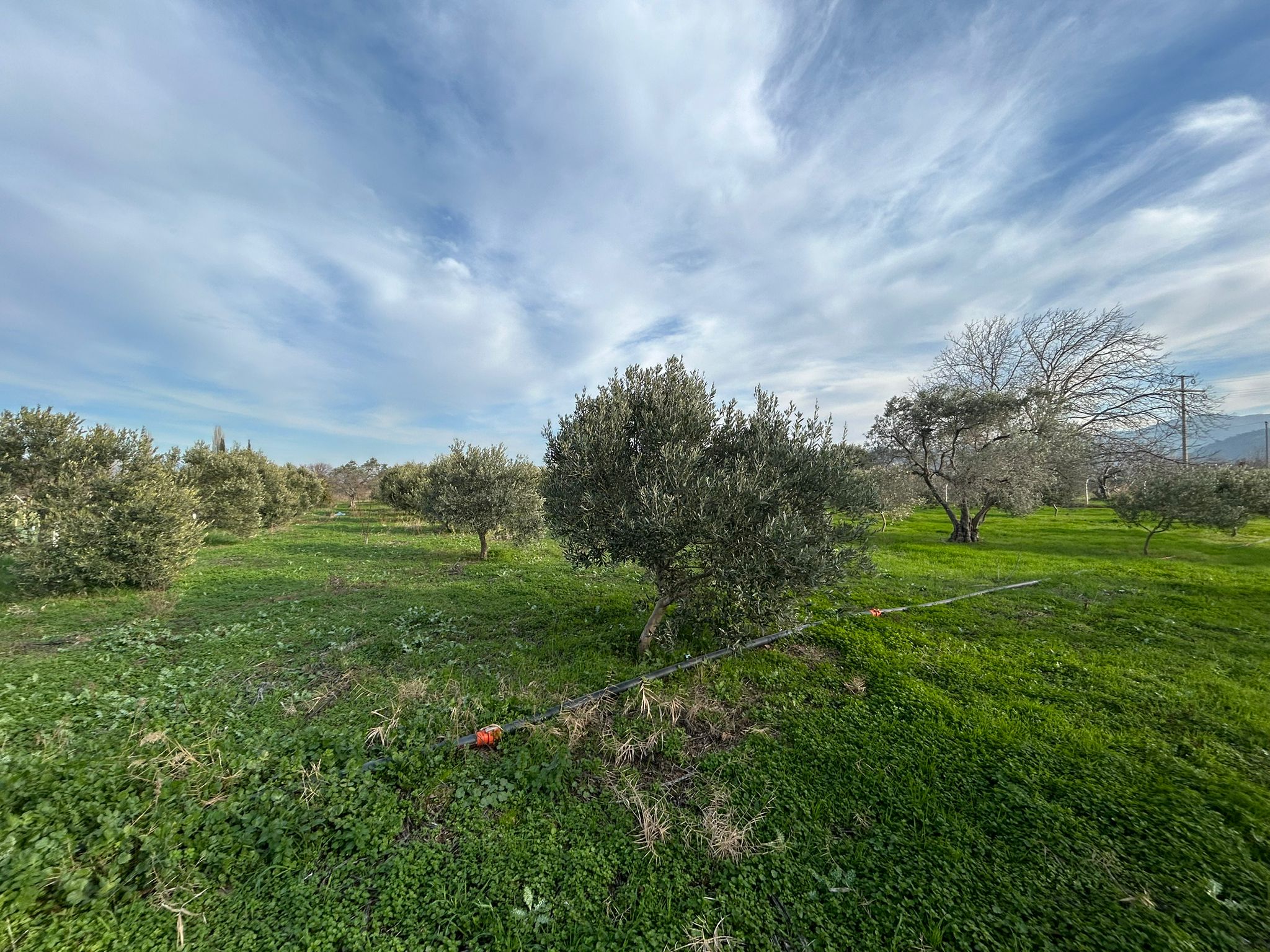 HAVRAN-TEKKE'DE Satılık 5 DÖNÜM FIRSAT MANDALİNLİK