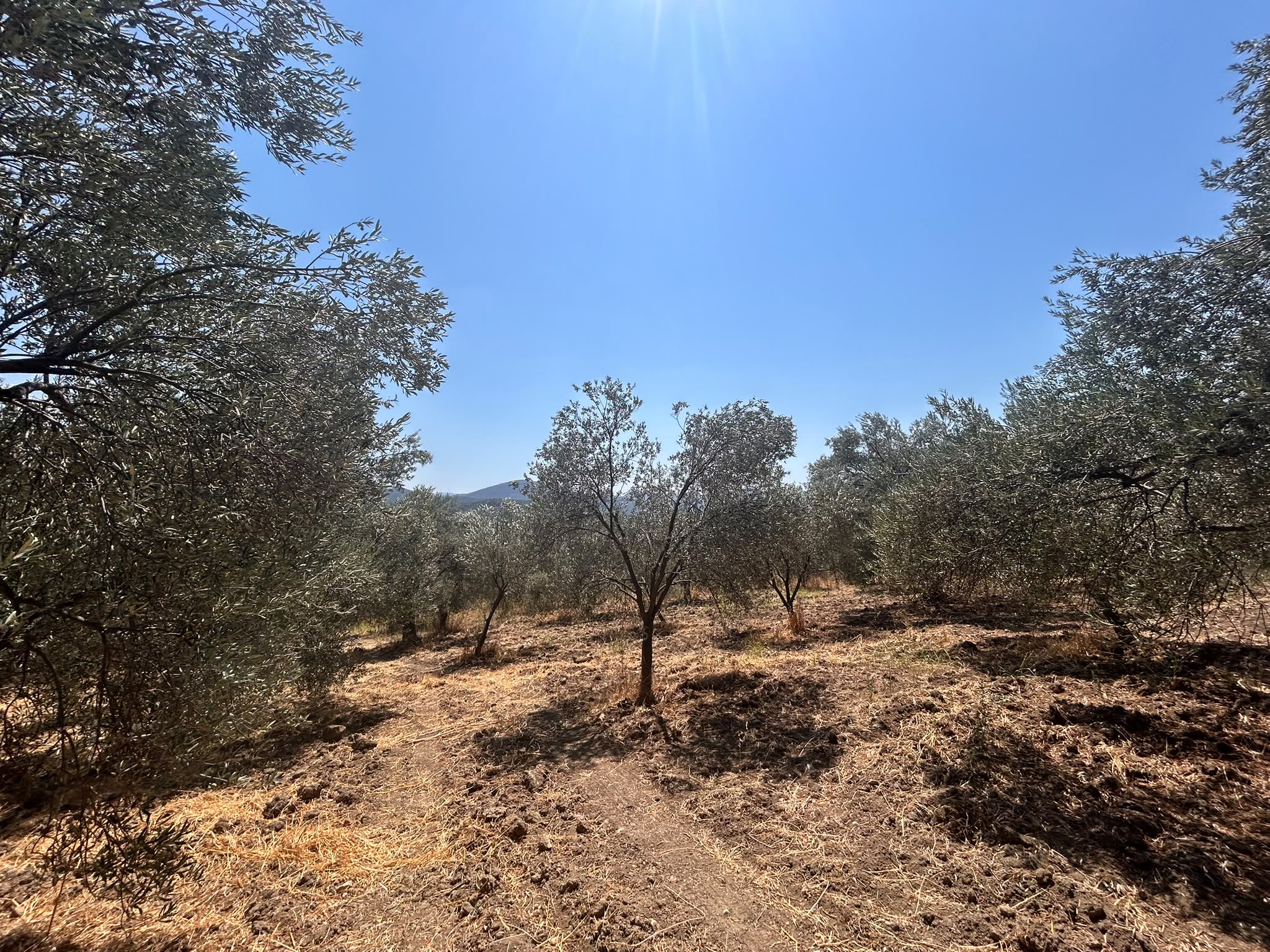 BALIKESİR HAVRAN SARNIÇ MAHALLESİNDE SATILIK 2.938 m² ZEYTİNLİK