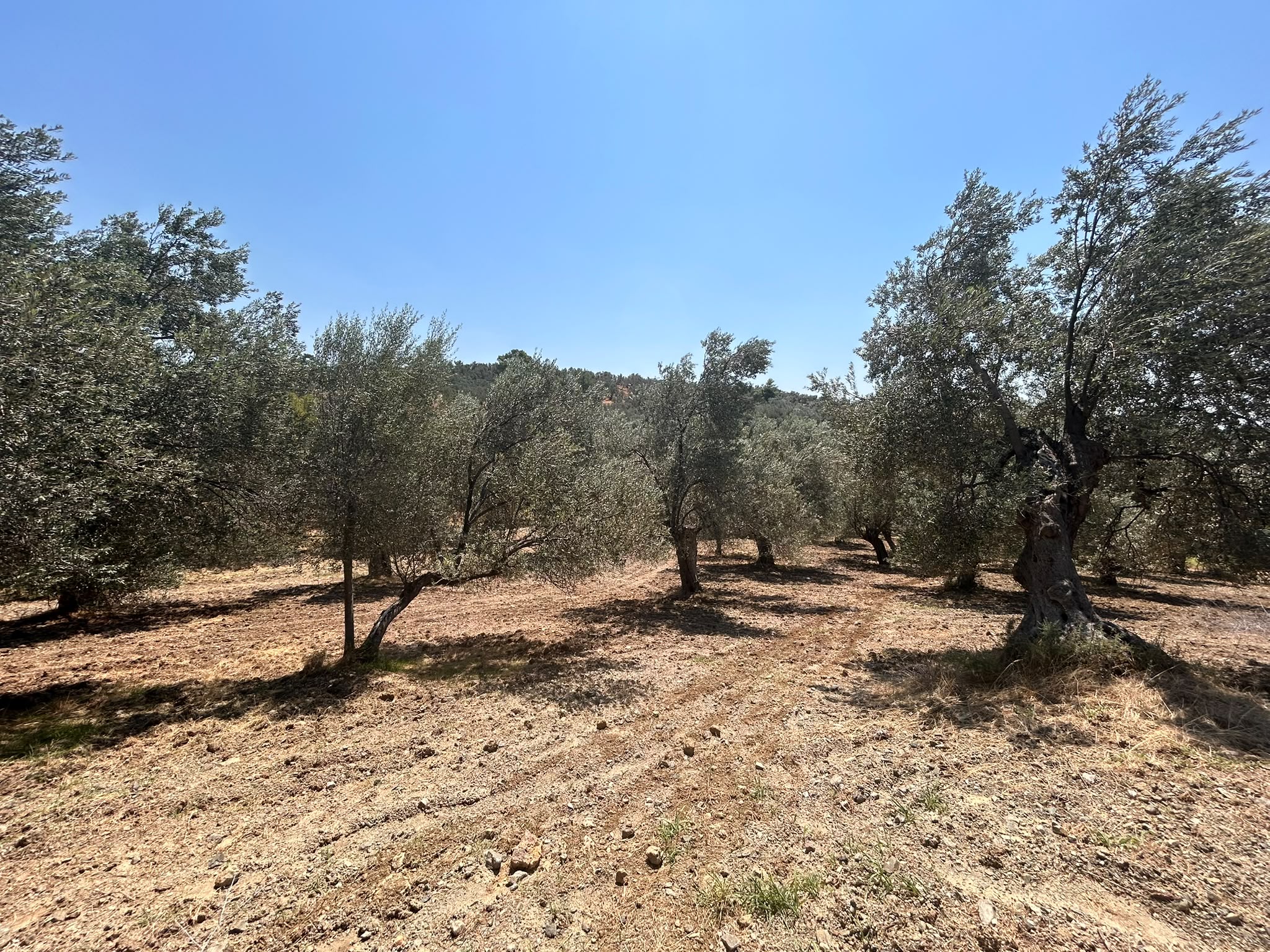 BALIKESİR HAVRAN HAMAMBAŞI MAHALLESİNDE SATILIK 8.096 m² ZEYTİNLİK