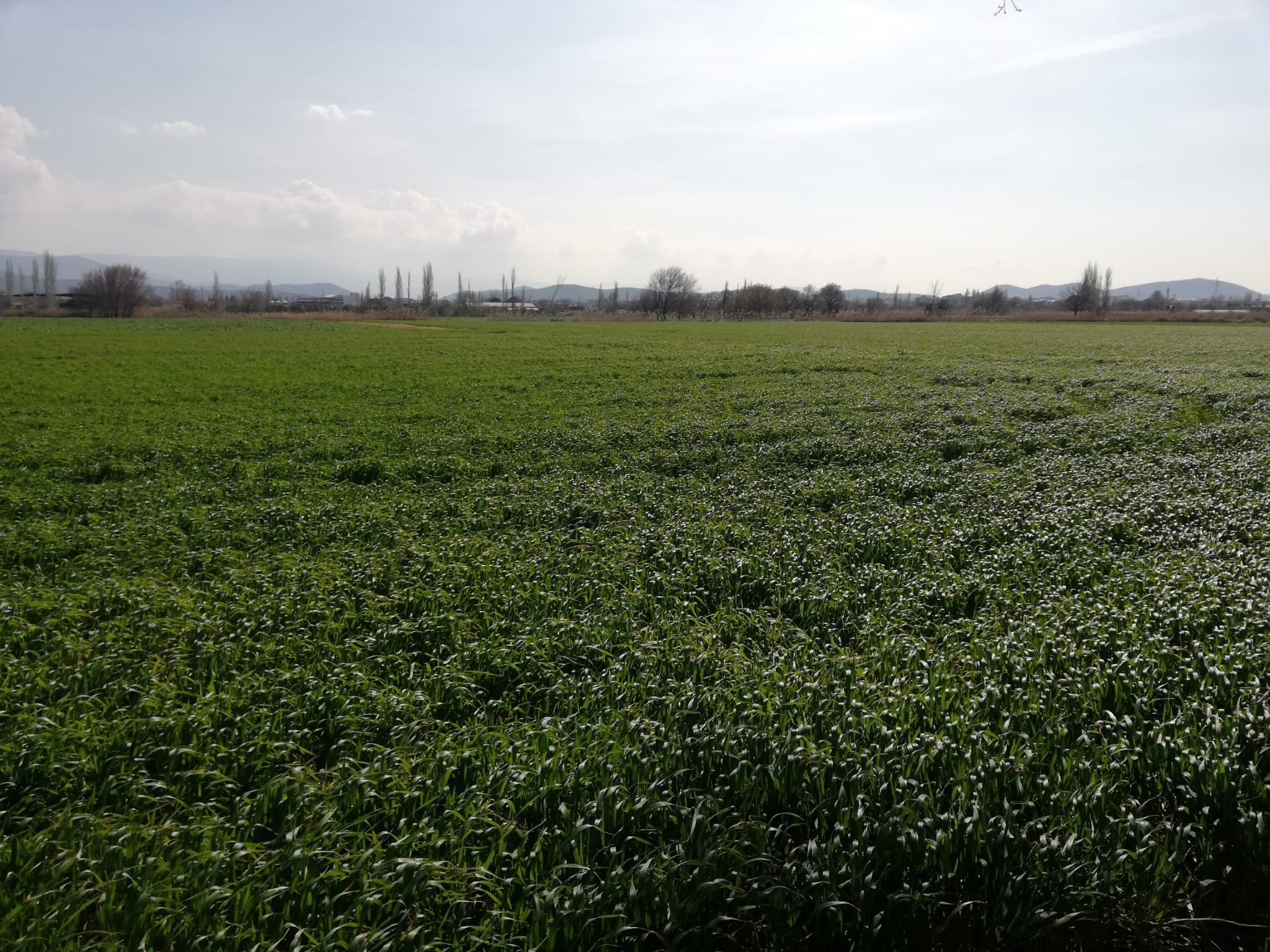 Geriş'te 15 Dönüm Satılık Tarla