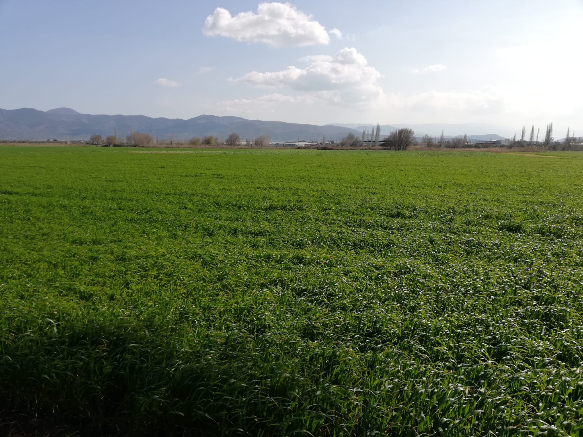 Geriş'te 15 Dönüm Satılık Tarla