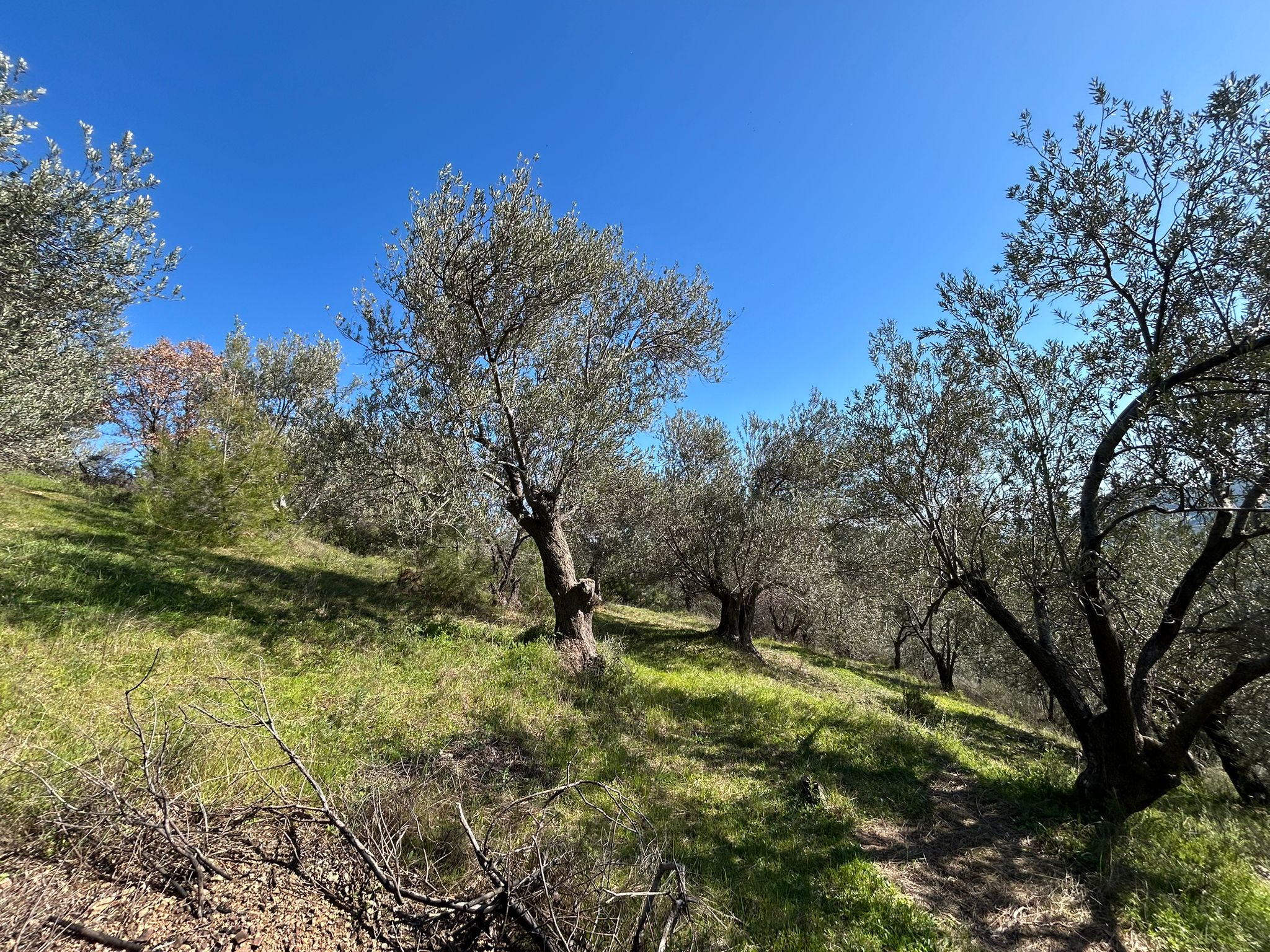 ÇANAKKALE AYVACIK ADATEPE'DE 16.580 m² DENİZ MANZARALI SATILIK ZEYTİNLİK