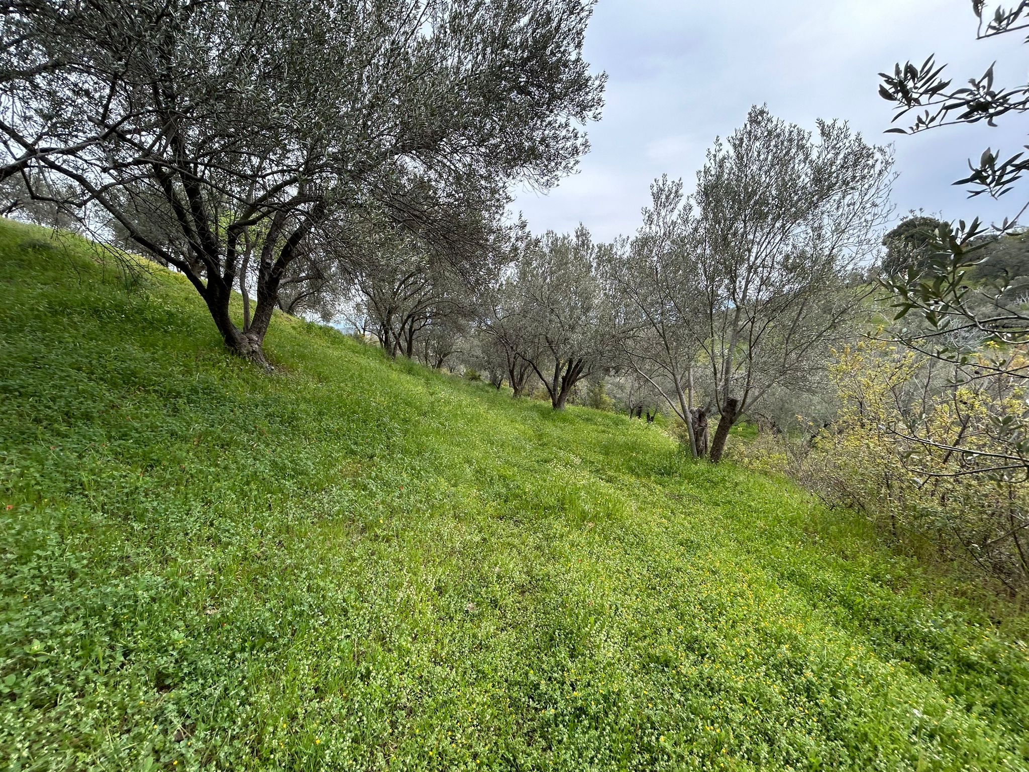 BALIKESİR EDREMİTİN EN GÖZDE KÖYÜNDE SATILIK 2 DÖNÜM ZEYTİNLİK