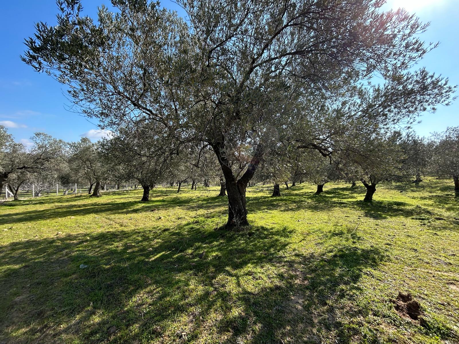 DERELİ'DE SATILIK 9939 M2 ANAYOL CEPHELİ ZEYTİNLİK