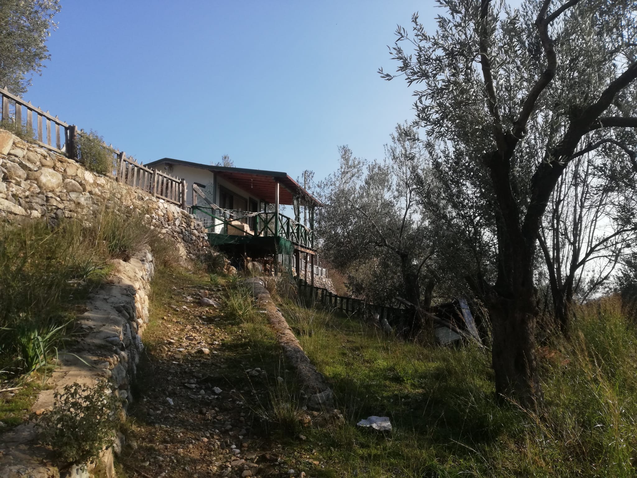 Kızılkeçili 'de Satılık 3 Dönüm Harika Zeytinlik