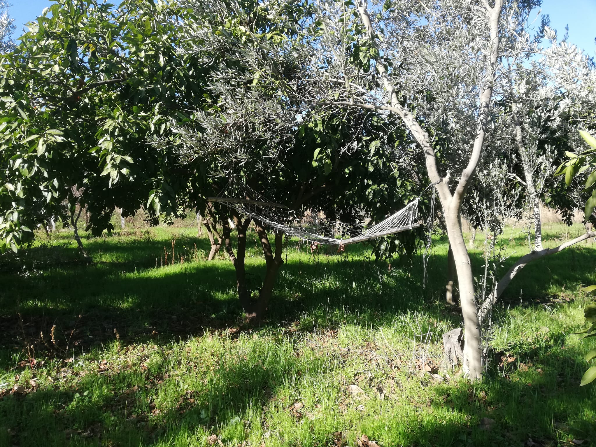 Tekke 'de 2 Dönümlük Hobi Bahçesi