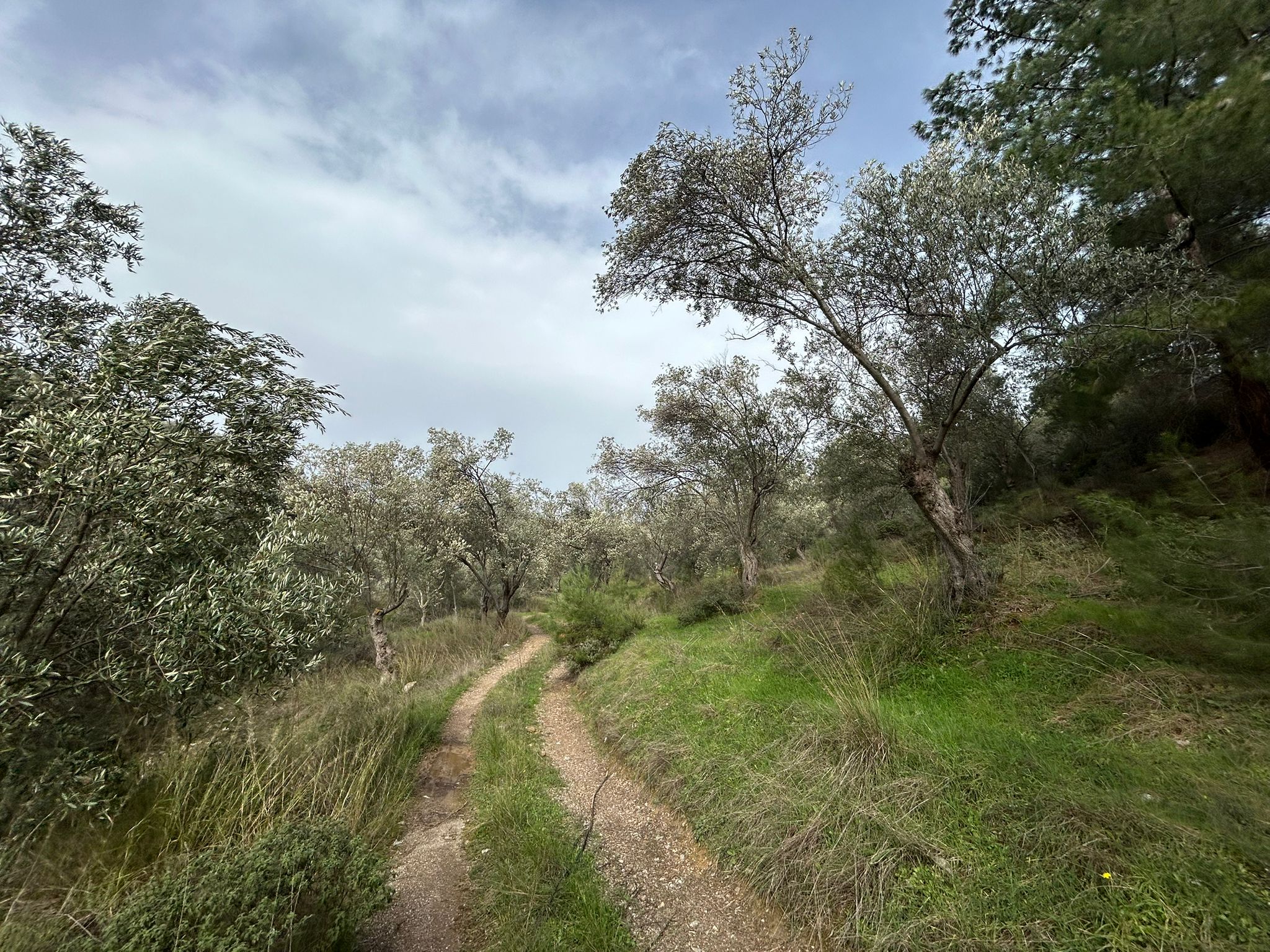 KARAAĞAÇ’TA SATILIK 9.724 M² ZEYTİNLİK, DERMAN KAPLICALARINA 300 Metre