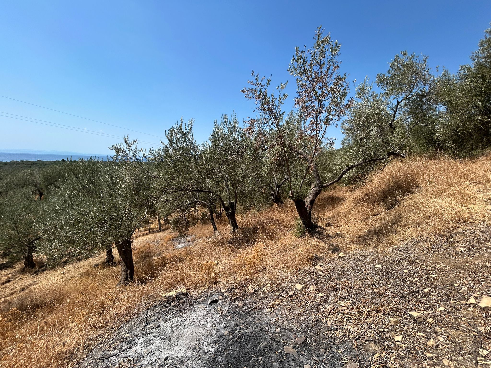 Asos 'ta 350 M2 Satılık Zeytinlik